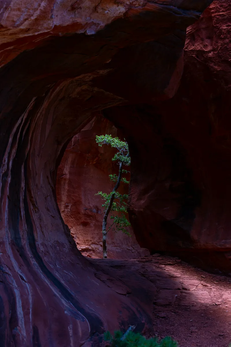 Lone tree growing in a Sedona red rock cave, finding light