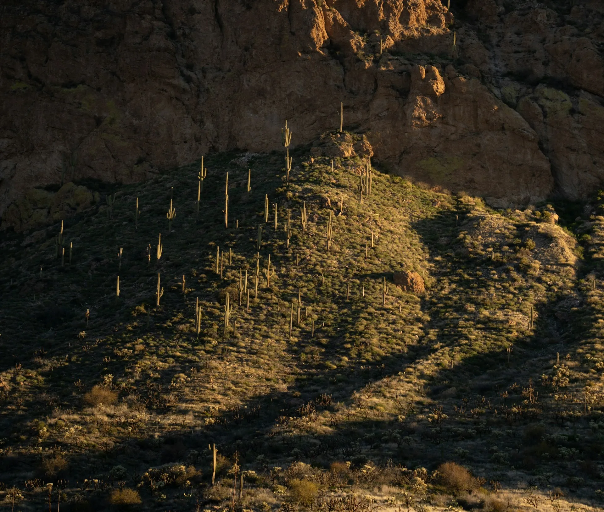 Saguaro cacti on a sunlit hillside in the Superstition Mountains