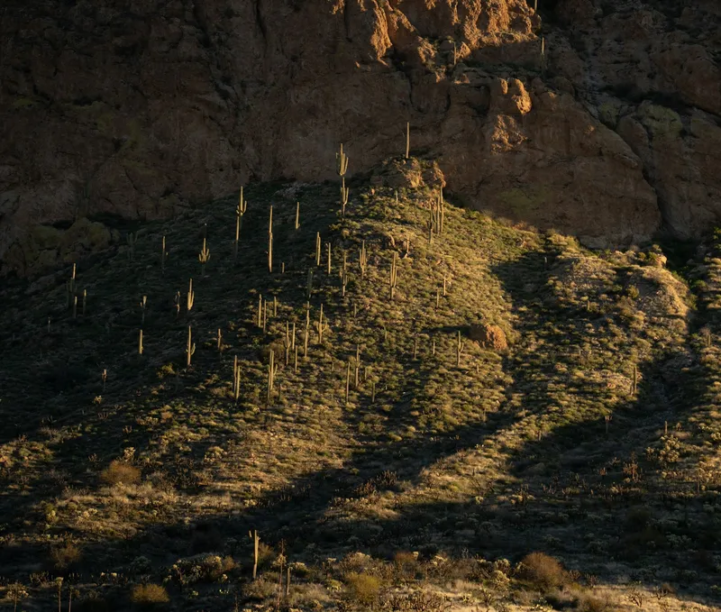 Saguaro cacti on a sunlit hillside in the Superstition Mountains